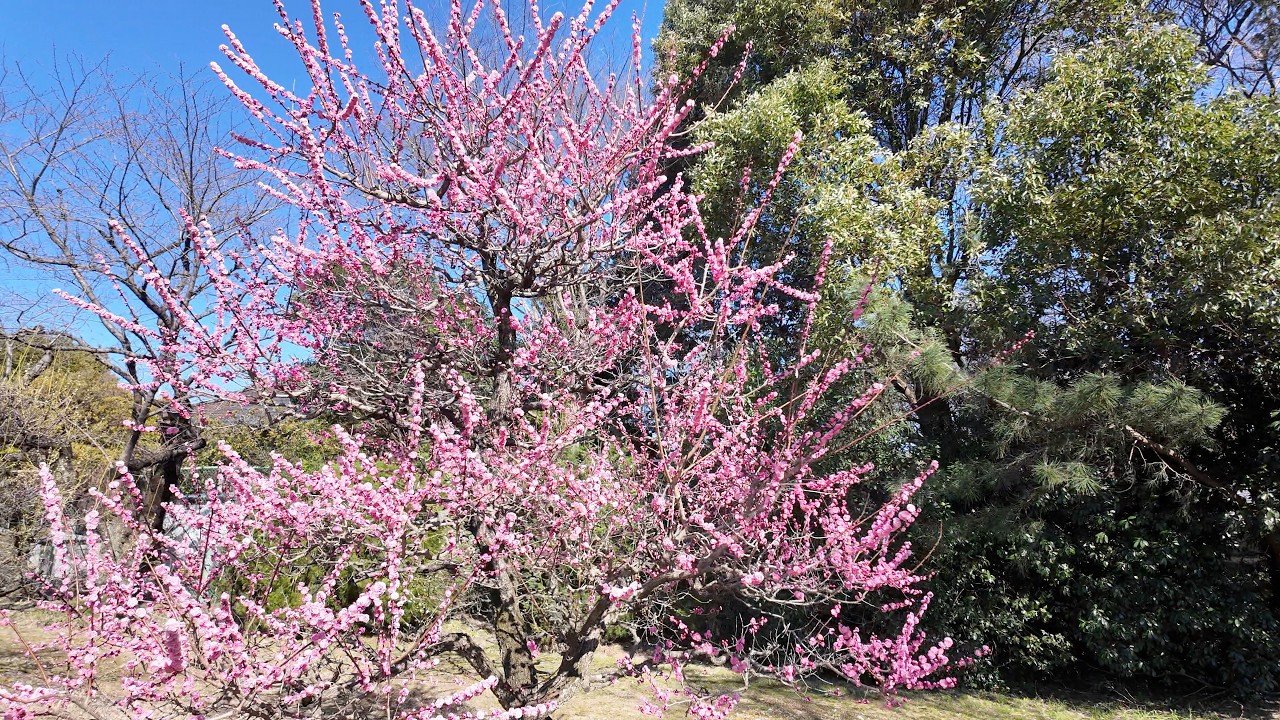 【萬葉公園】河津桜と梅が同時に楽しめる、一宮の春さんぽ｜2026-03-12