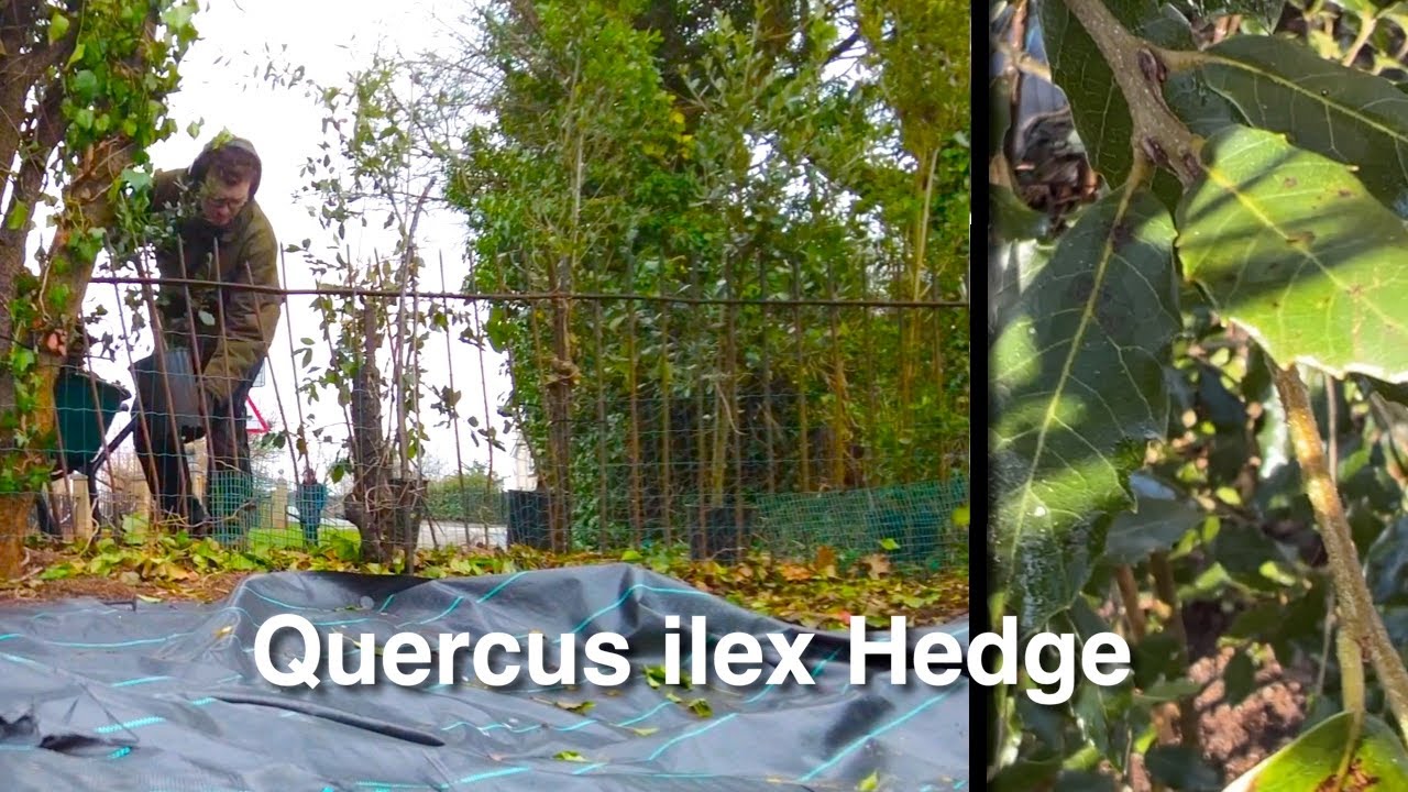 Planting an Evergreen Oak Hedge (quercus ilex)
