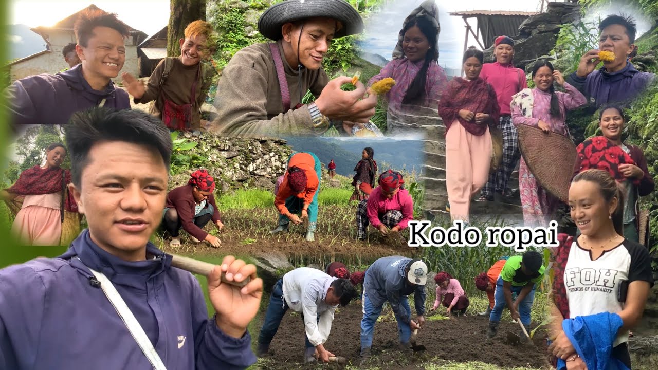 Yo barshako pahilo kodho ropai || Ropai part 5 || Bhujung village || Vlog-52 ||