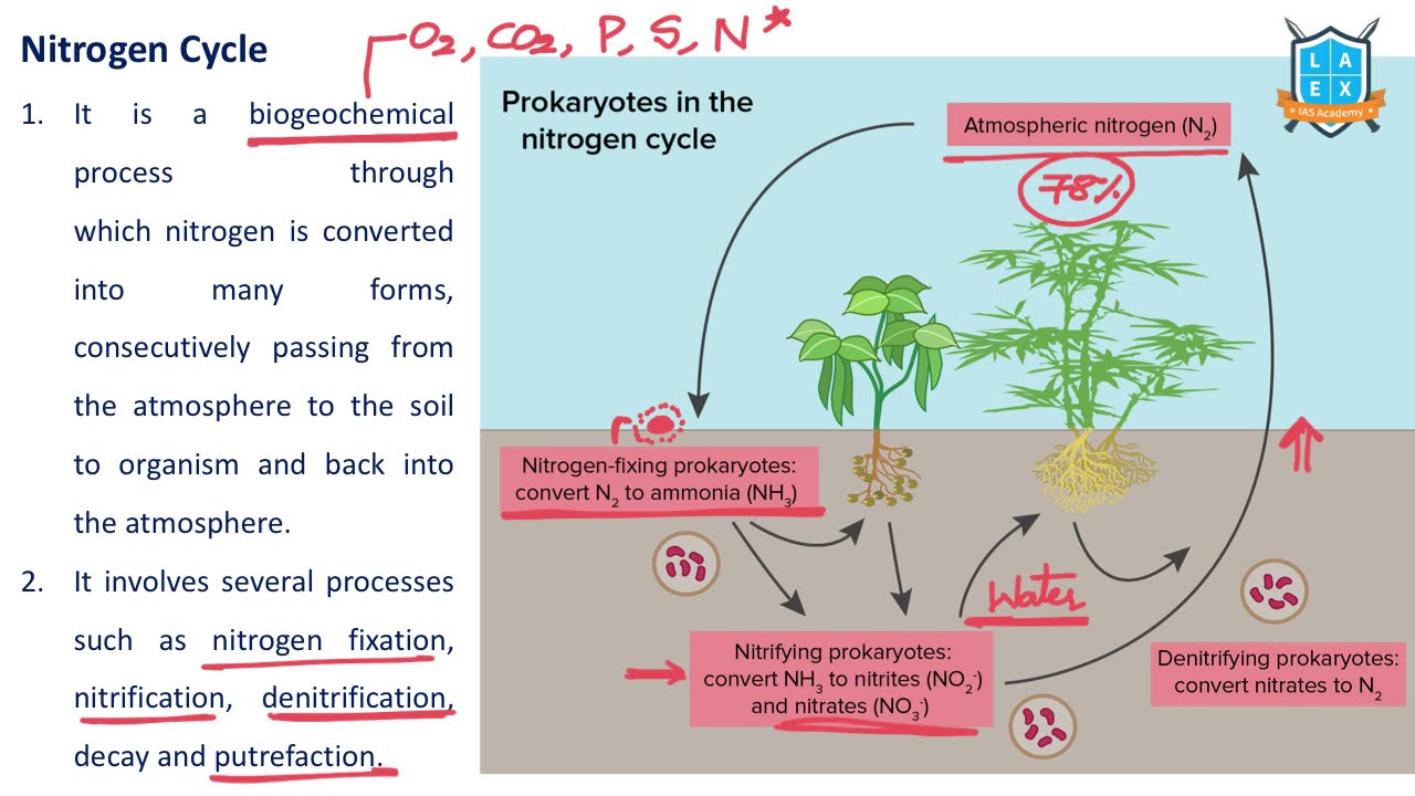 What is Nitrogen Cycle ? || Nitrogen Cycle అంటే ఏమిటి? || La Excellence
