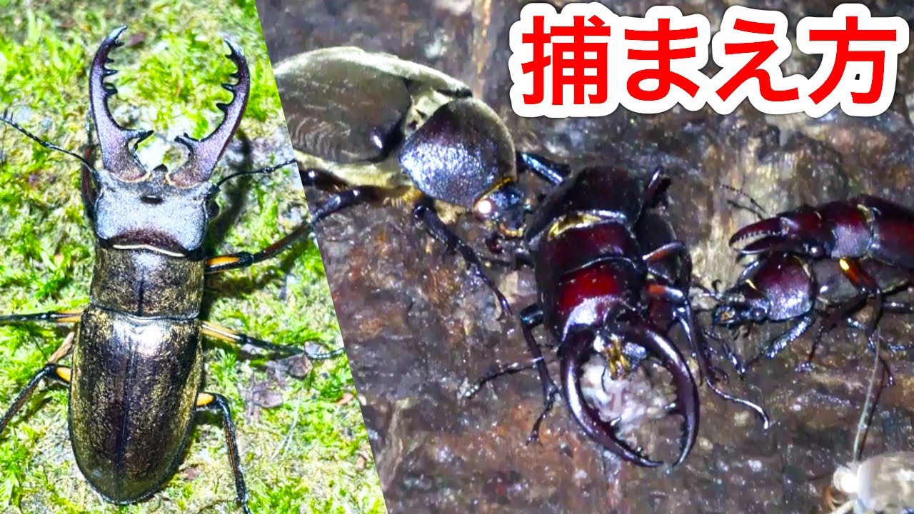 カブトムシやクワガタを確実に捕まえる簡単な方法