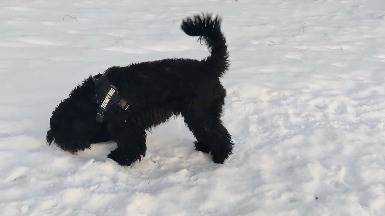 WinterDog
