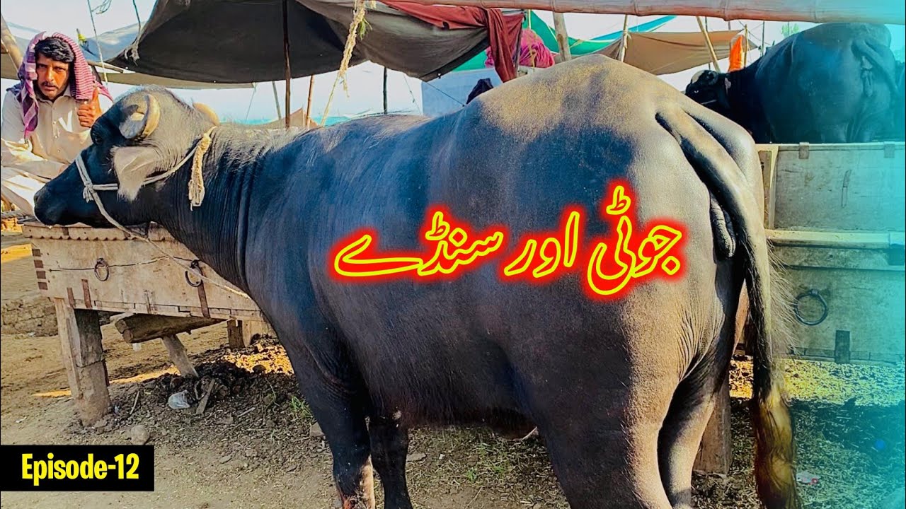 Kala Mandi Jhoti / Katta prices 2024 | Heavy buffaloes in Nasirpur Mandi Peshawar Pakistan | Epi-12