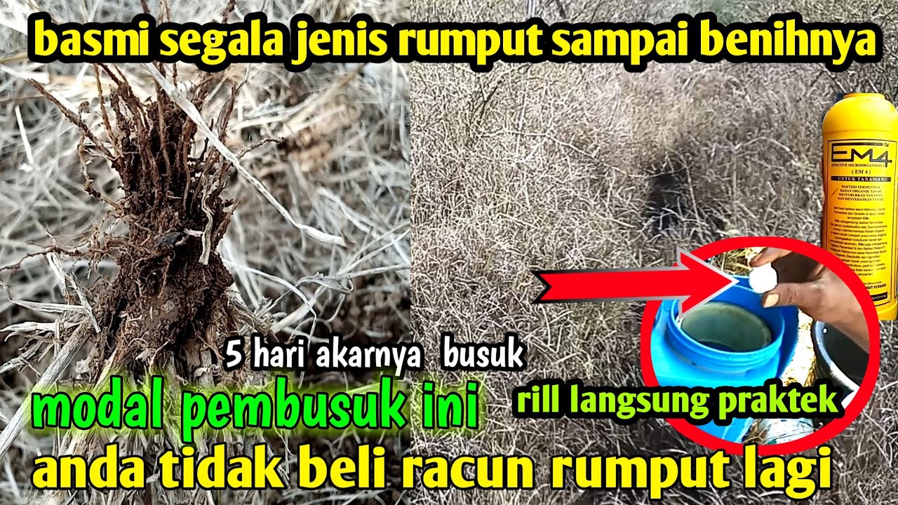 CUKUP 1 BUTIR 1 TENKI 5 HARI LANGSUNG BUSUK TIDAK ADA RUMPUT LUDES DENGAN PEMBUSUK INI ASLI BUKTIKA