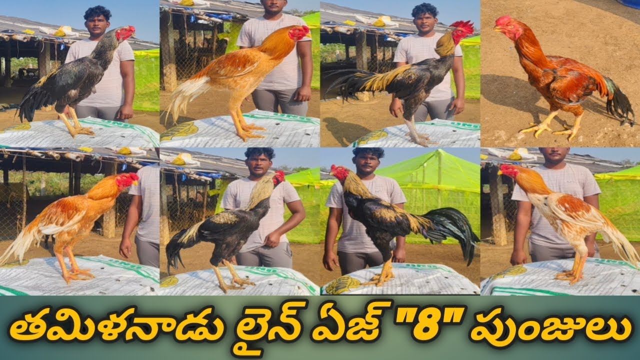 తమిళనాడు లైన్ ఏజ్ 