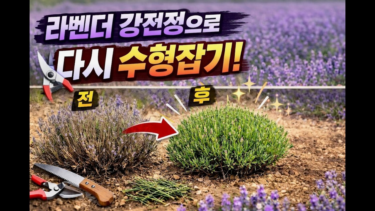 라벤더 분갈이, 강전정으로 수형잡기