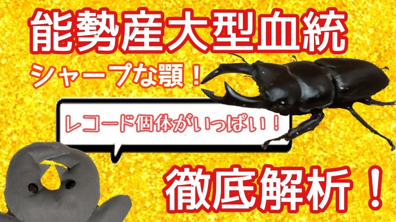 能勢産の血統が丸わかり/オオクワガタ/ビークワレコード/徹底解析/大型血統
