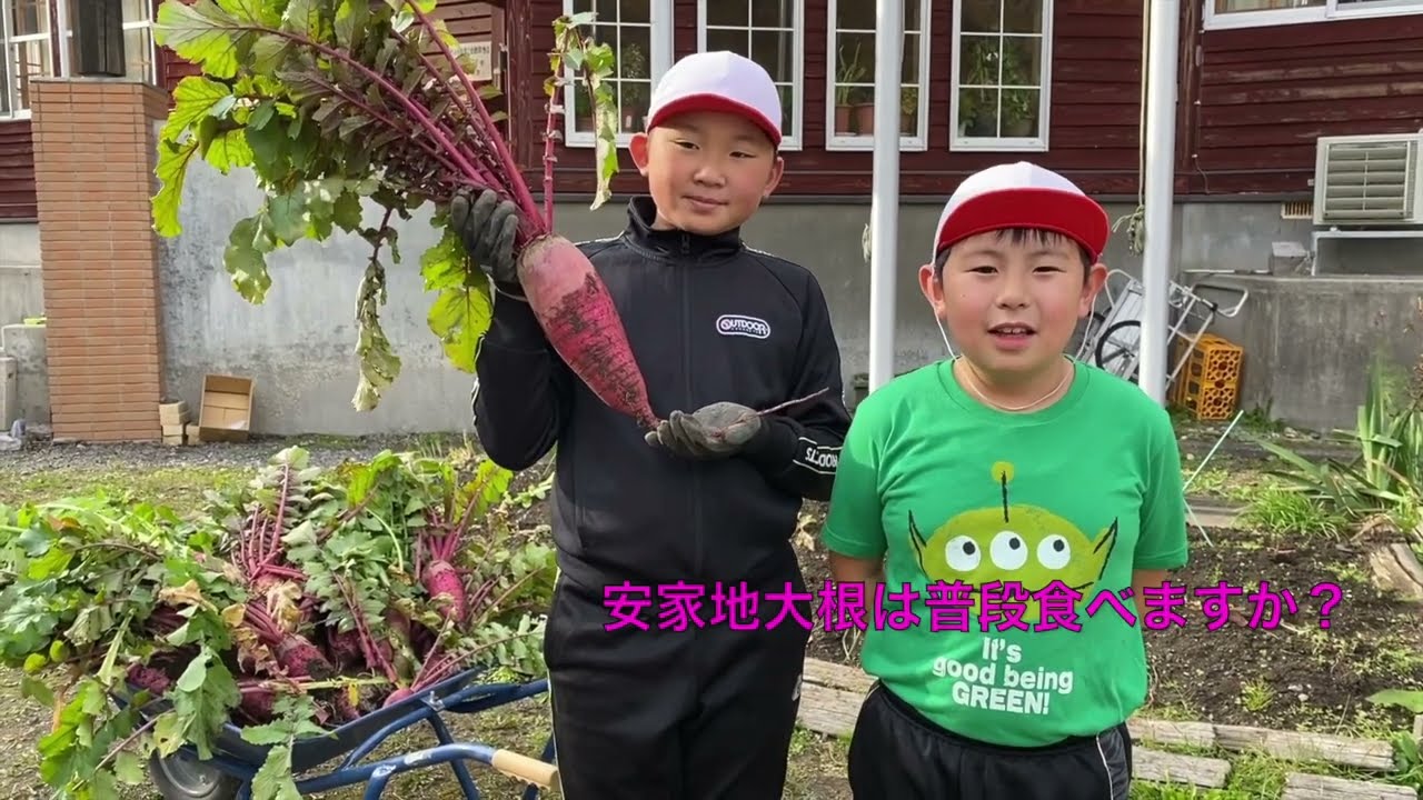 岩泉町・安家地区〜伝統野菜・安家地大根〜Akka radish from Akka disctrict in the town of Iwaizumi