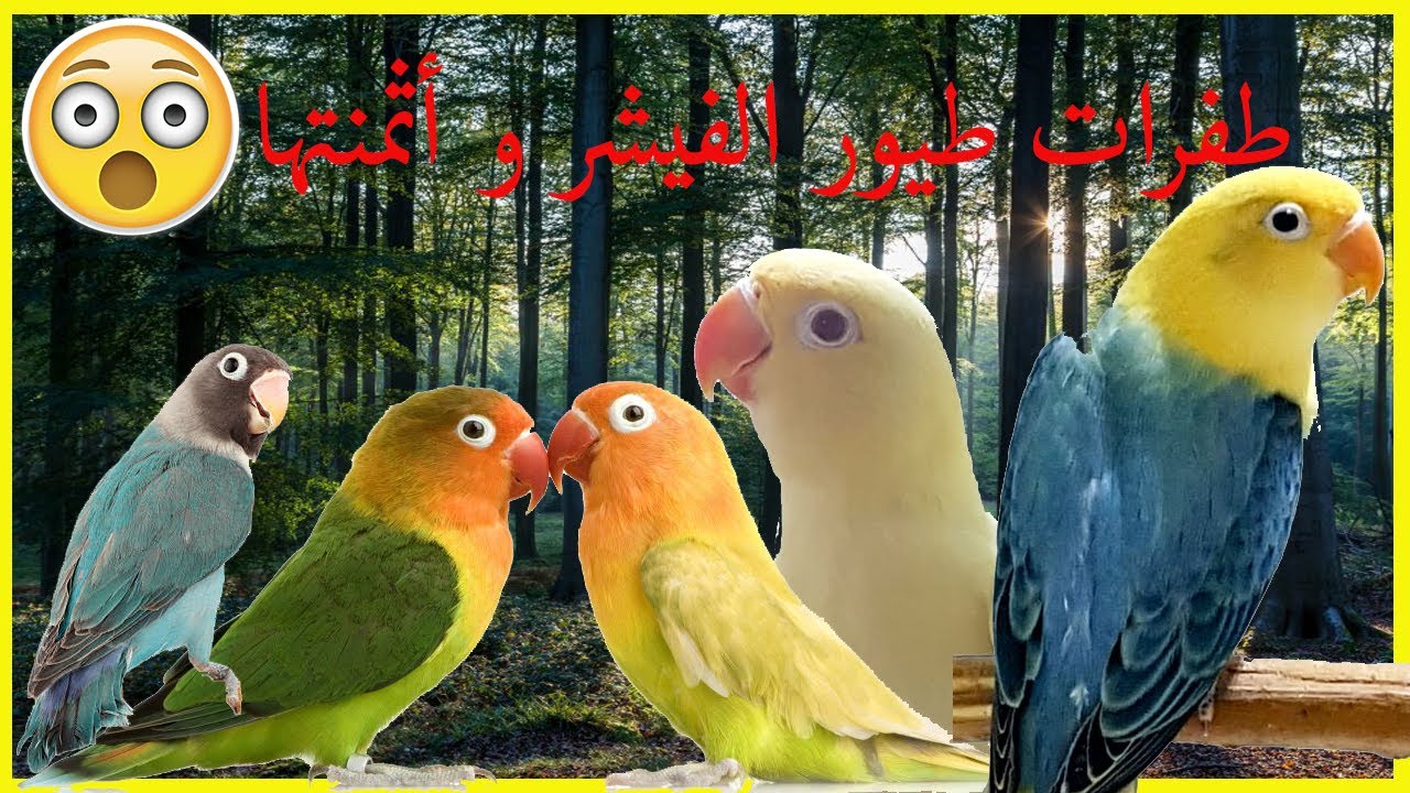 🔥اثمنة طفرات طيور  الفيشر 🐦و انواعها بالمغرب🇲🇦 سنة 2024✅