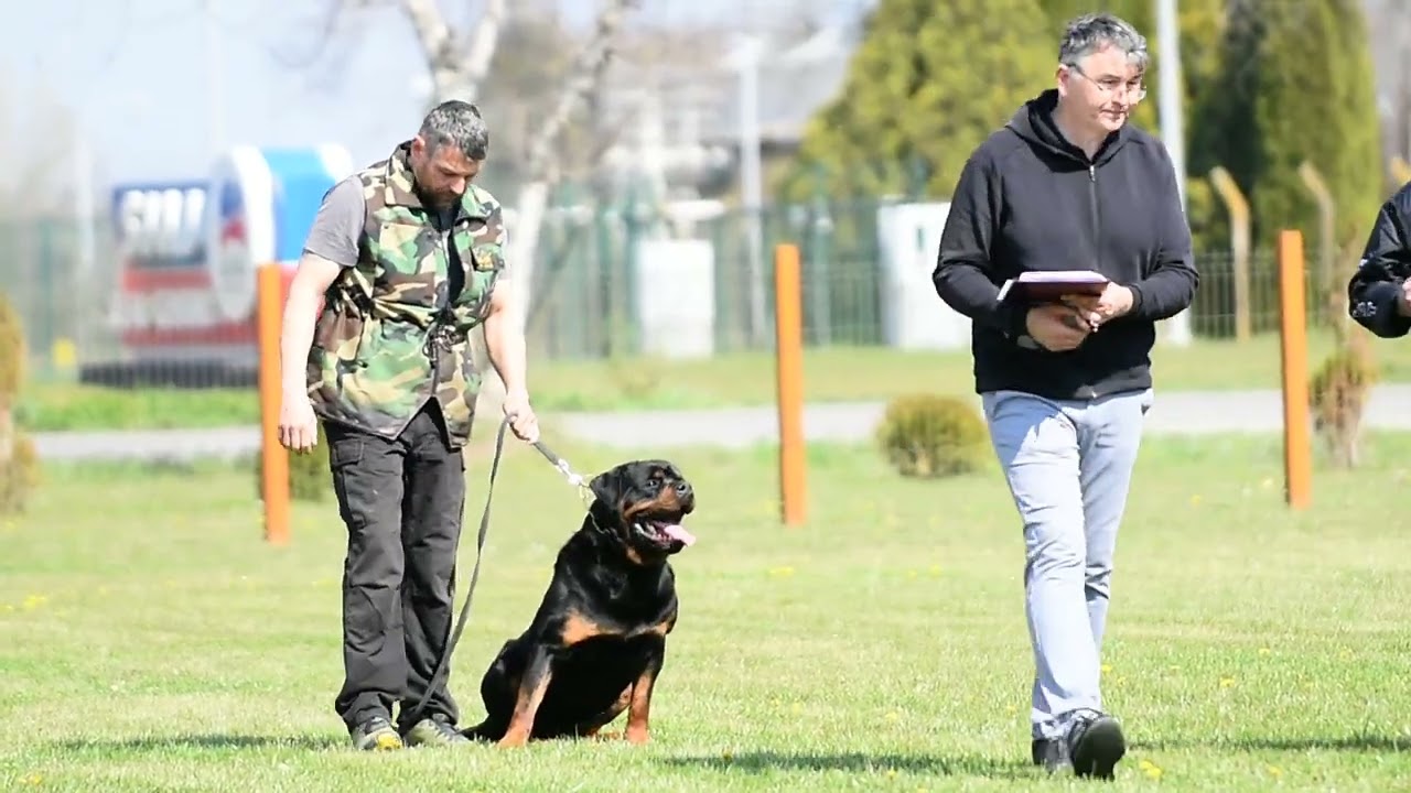 CASE VON DEN AUSERWHALTEN ZTP ROTTWEILER MALE