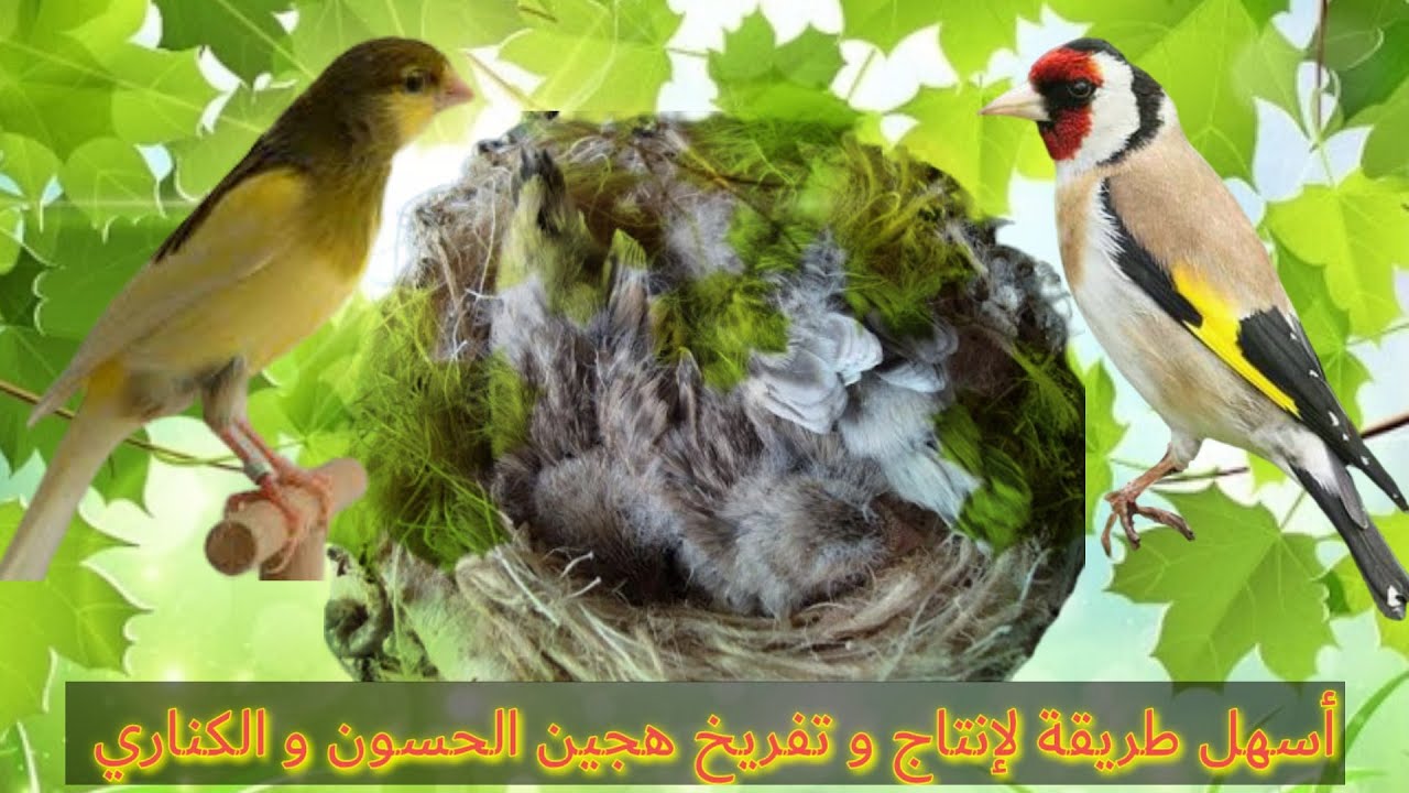 إنتاج و تفريخ هجين الحسون و الكناري  Mixto Del Jilguero