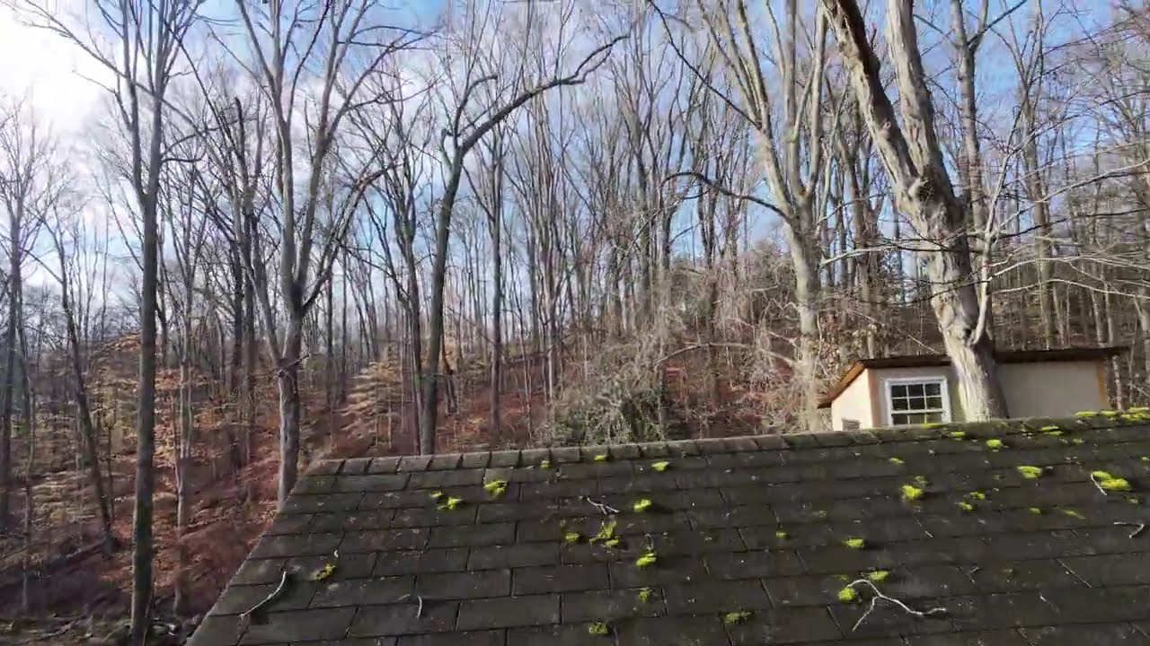 NEO 2 Free Fly Thursday! 🪰🖖