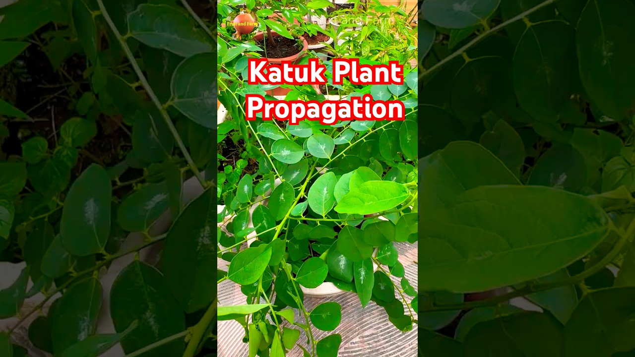 Katuk Plant Propagation Properly #plantpropagation #katuk #shorts