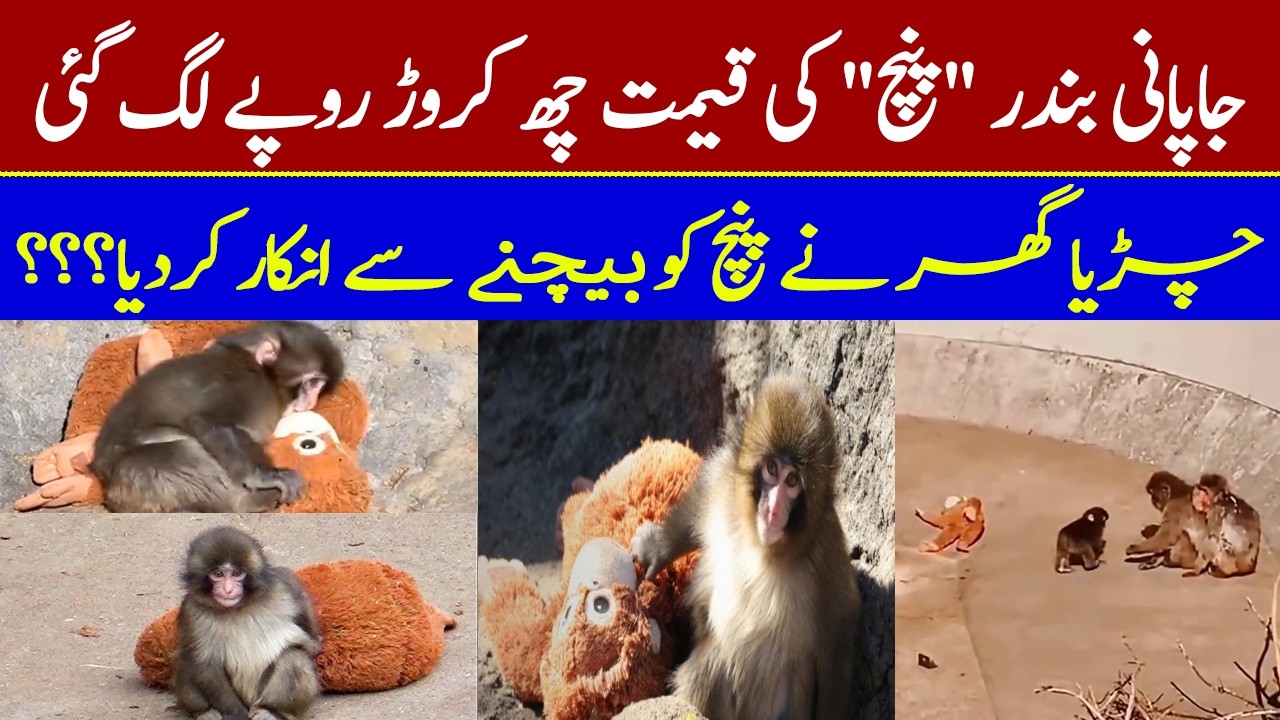 The Sad Story of Punch – The Baby Monkey | Punch Monkey Story
