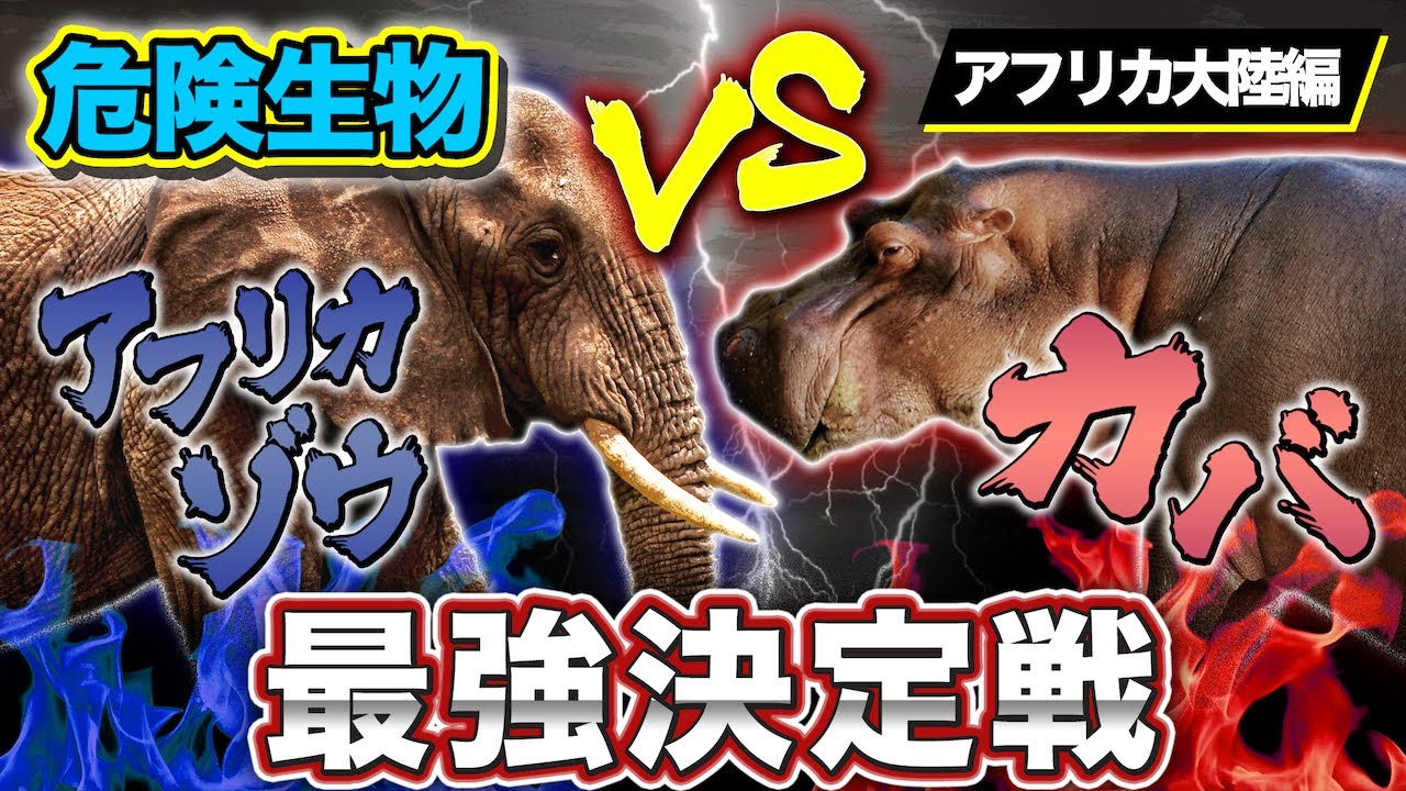 【最強決定戦】 アフリカの危険生物 アフリカゾウ vs カバ どっちが強いのか！？ 【バトル】