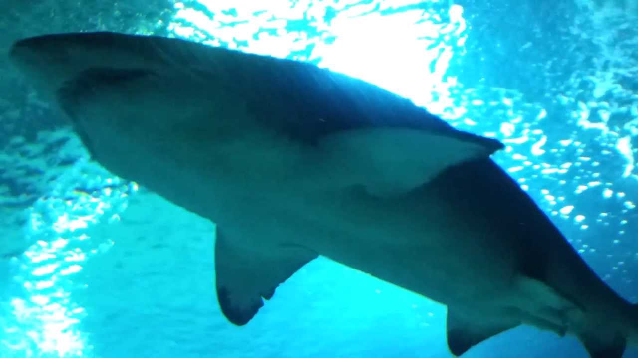 Museo Oceanografico di Valencia