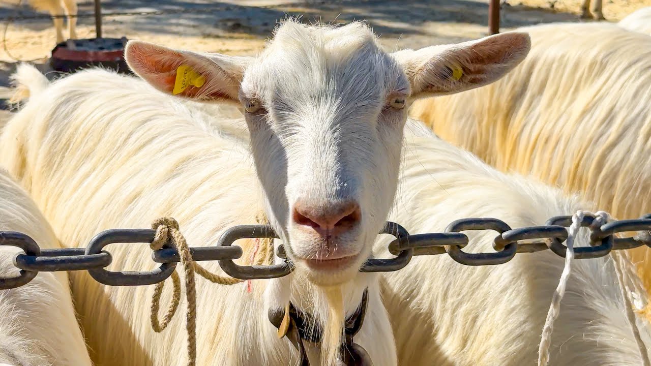 Goat Show Appenzell 2022 | Traditional “Gässschau” in Appenzellerland, Switzerland