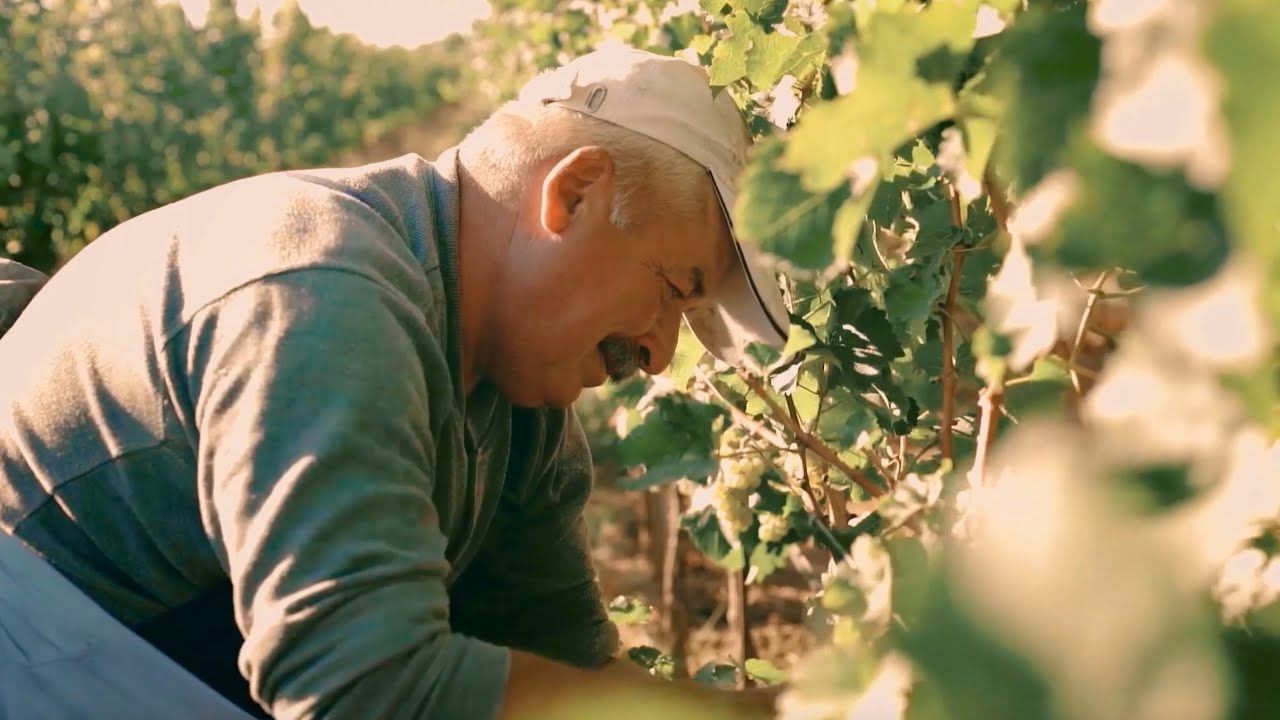 A Better Food System for Healthier People, Planet and Economy