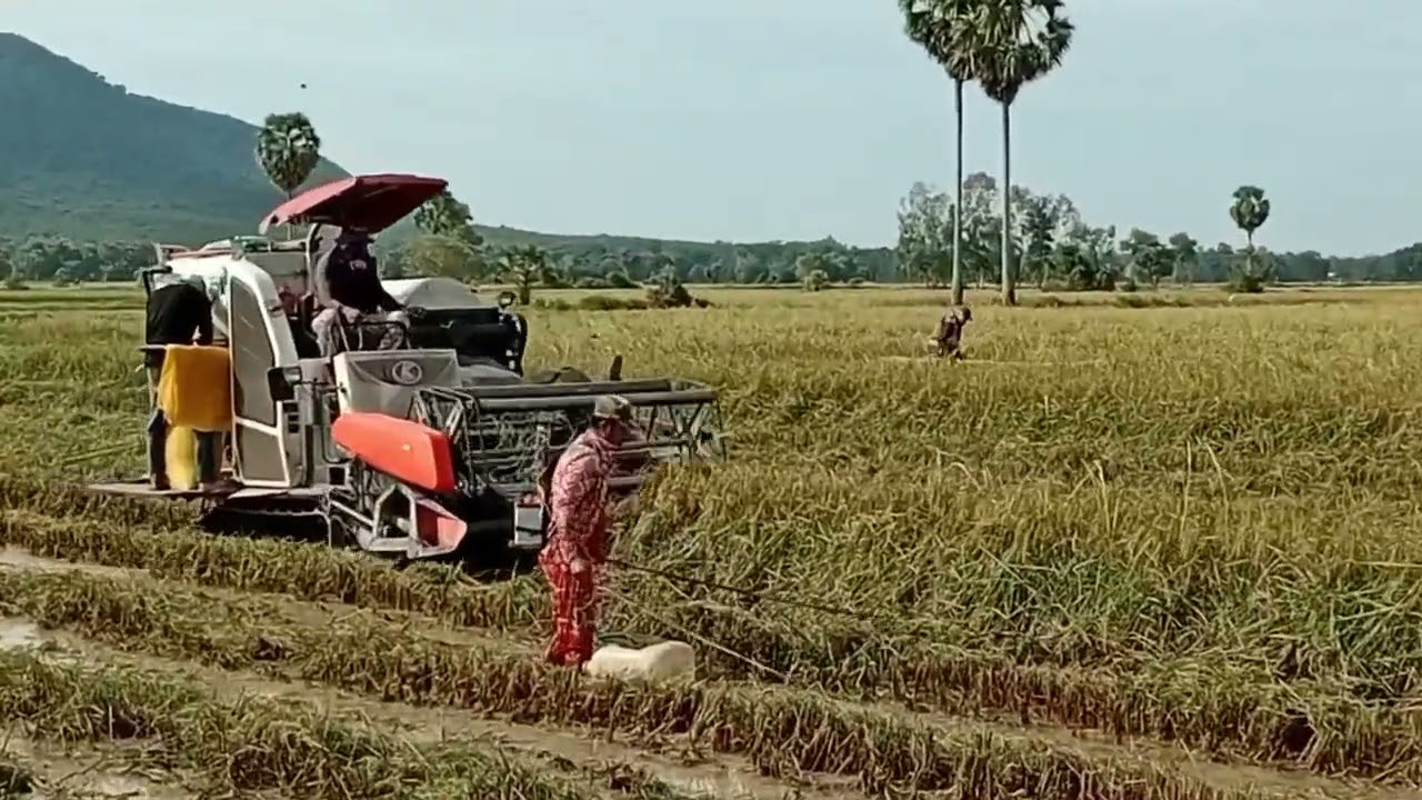 Farmer planting rice seedlings by hand 🌱💧