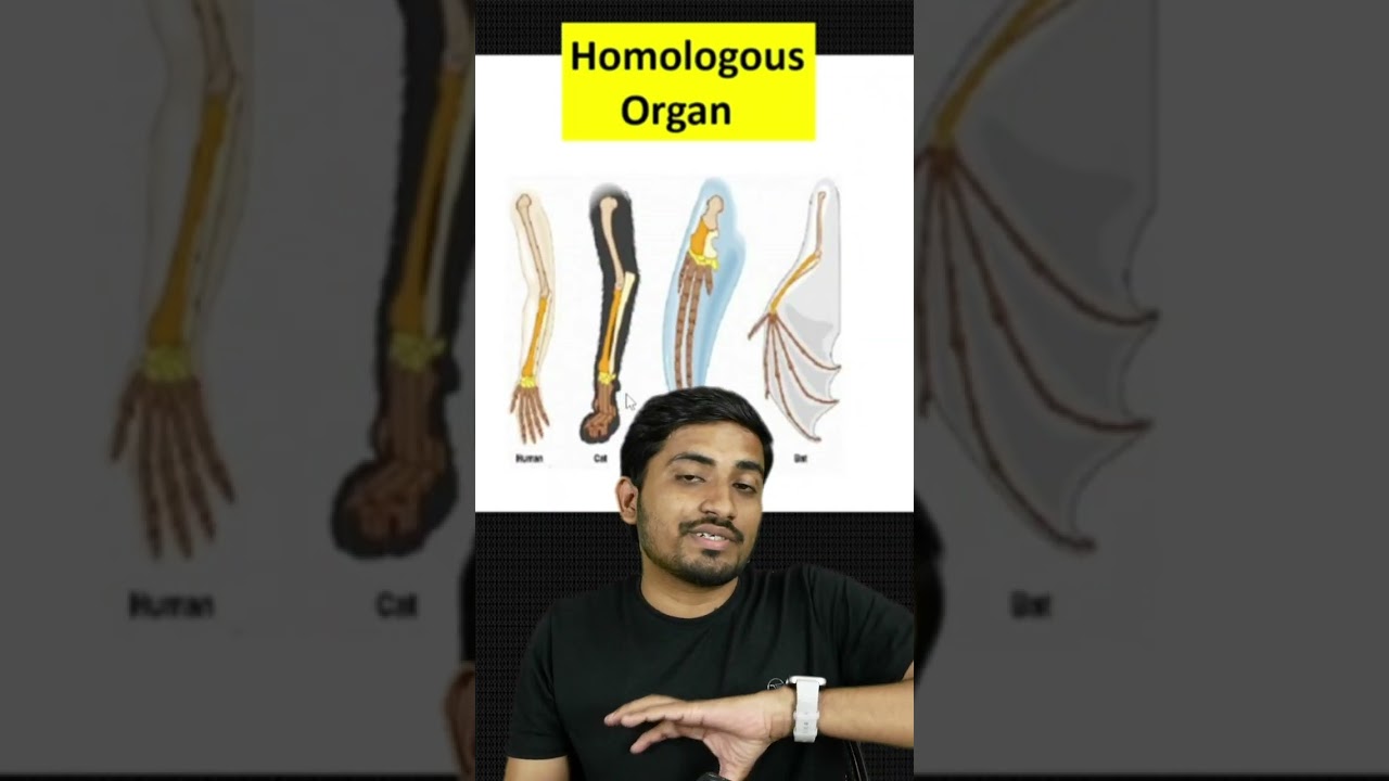 Evolution class 12 biology I homologous and analogous organ  #biology