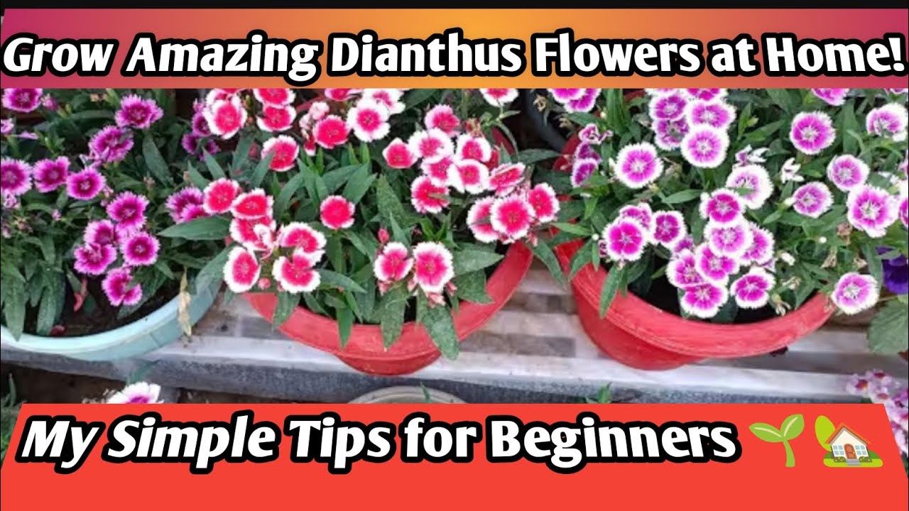 Dianthus के पौधे पर ढेरों फूल पाने का सीक्रेट🤫@Greennerylife #gardeningtips #viralvideo