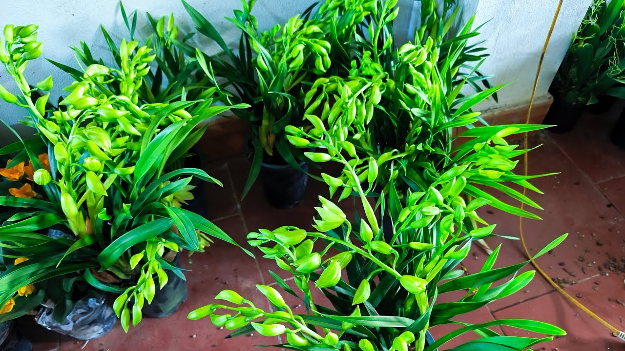 Lan rừng tối 17/1_đen rô xuân,địa lan,kiều nụ,vũ nữ,u lồi,kèn, gà..0392598516
