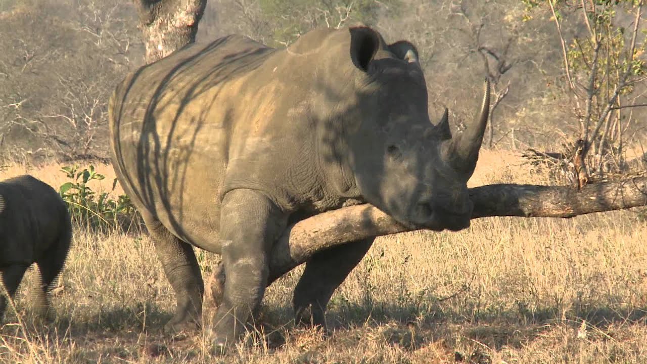 playful baby rhino