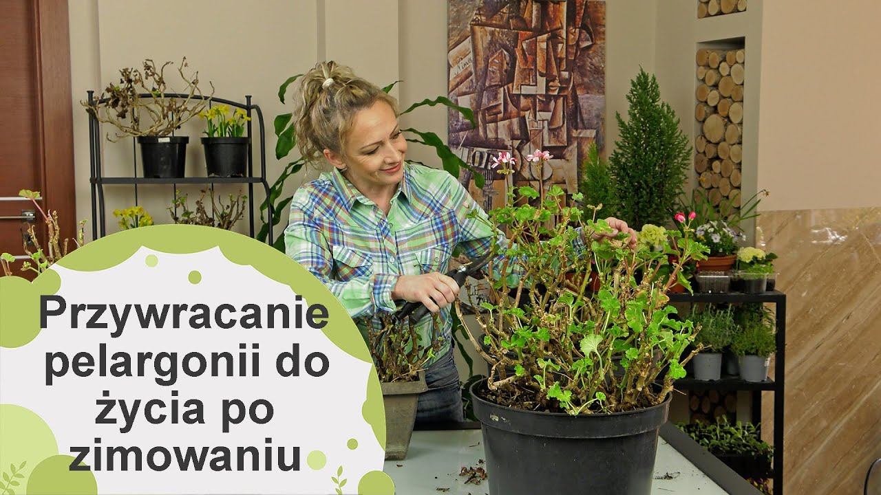 Pelargonie. Przywracanie pelargonii do życia po zimowaniu. Jak uratować pelargonie po zimie?