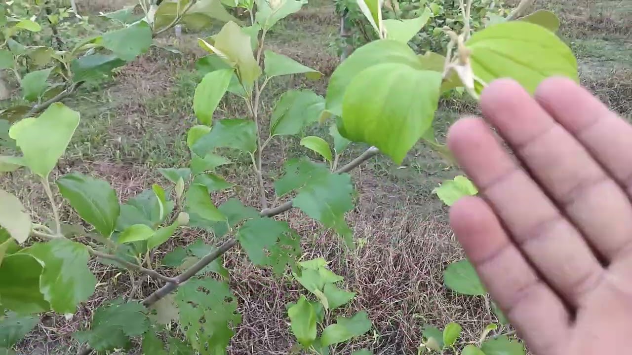 एप्पल बेर की खेती पहले साल का पौधा अपडेट 30.07.2025