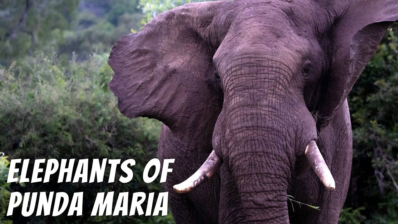 Kruger National Park - Day 9: Shingwedzi to Punda Maria. ELEPHANT ENCOUNTERS & IMPROMPTU BUSH WALK!