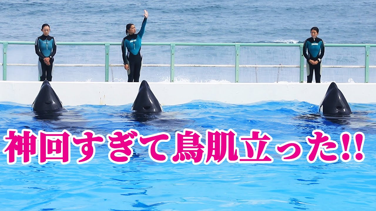 【神回必見!!】全員サブープールから登場後がヤバすぎる!! 鴨川シーワールド シャチショー KamogawaSeaWorld  orca killerwhale