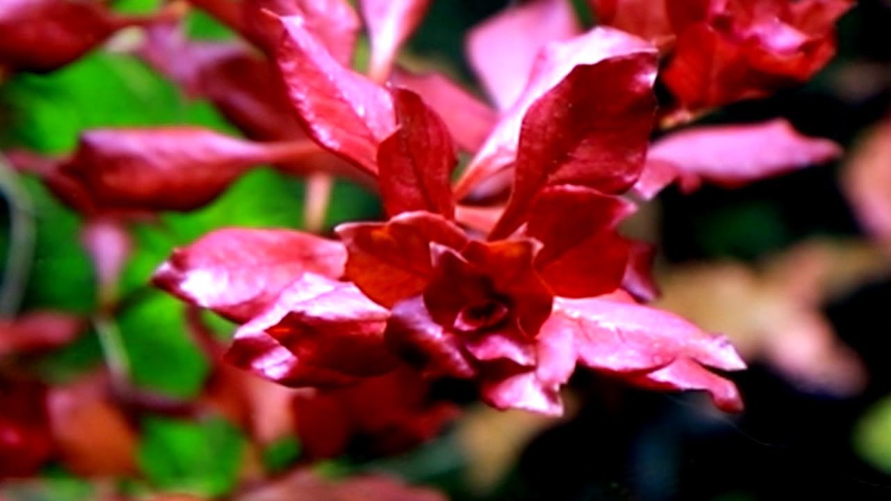 Аквариумные растения: LUDWIGIA PALUSTRIS
