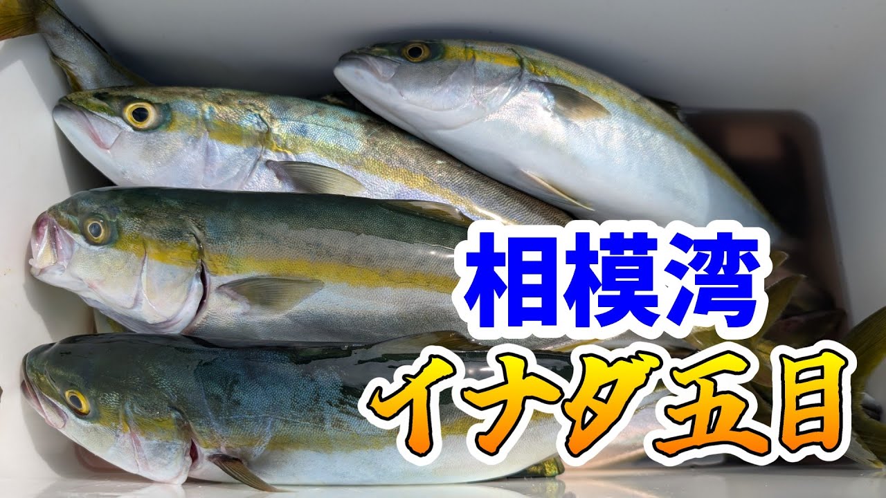【相模湾】今年も青物爆釣！相模湾のイナダ五目 【船釣り】