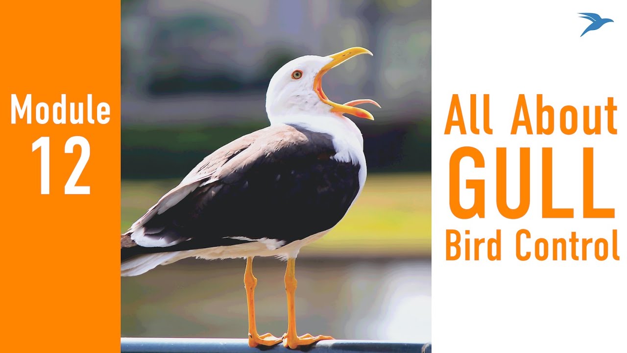 Module 12 - Gulls