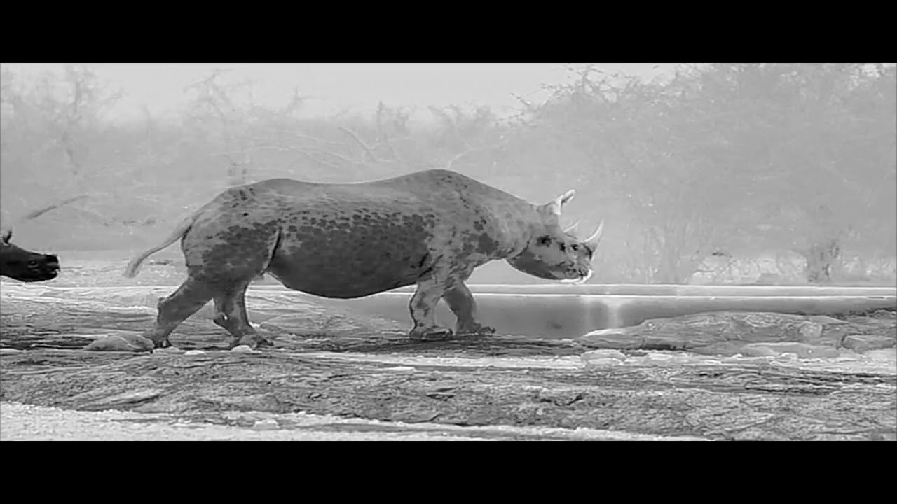 Samburu After Dark: Thermal Imaging Reveals Hidden Wildlife at Saruni Rhino