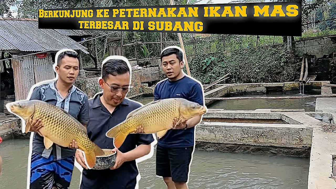 BERKUNJUNG KE PETERNAKAN IKAN MAS TERBESAR DI SUBANG