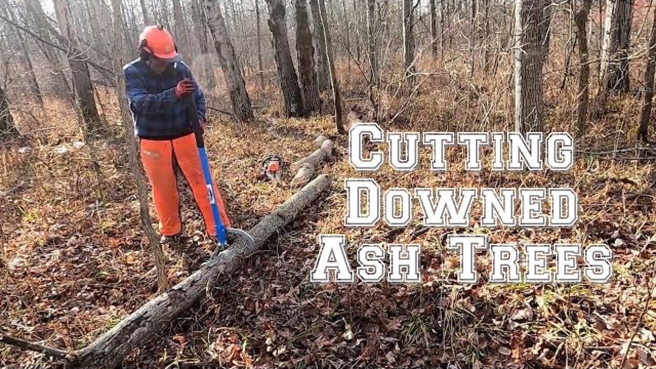 Cutting Ash #firewood #Logox #Logrite