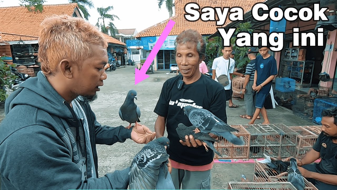 Beli Merpati Megan Rp 250 ribu di Pasar Burung Rawa Lumbu Bekasi