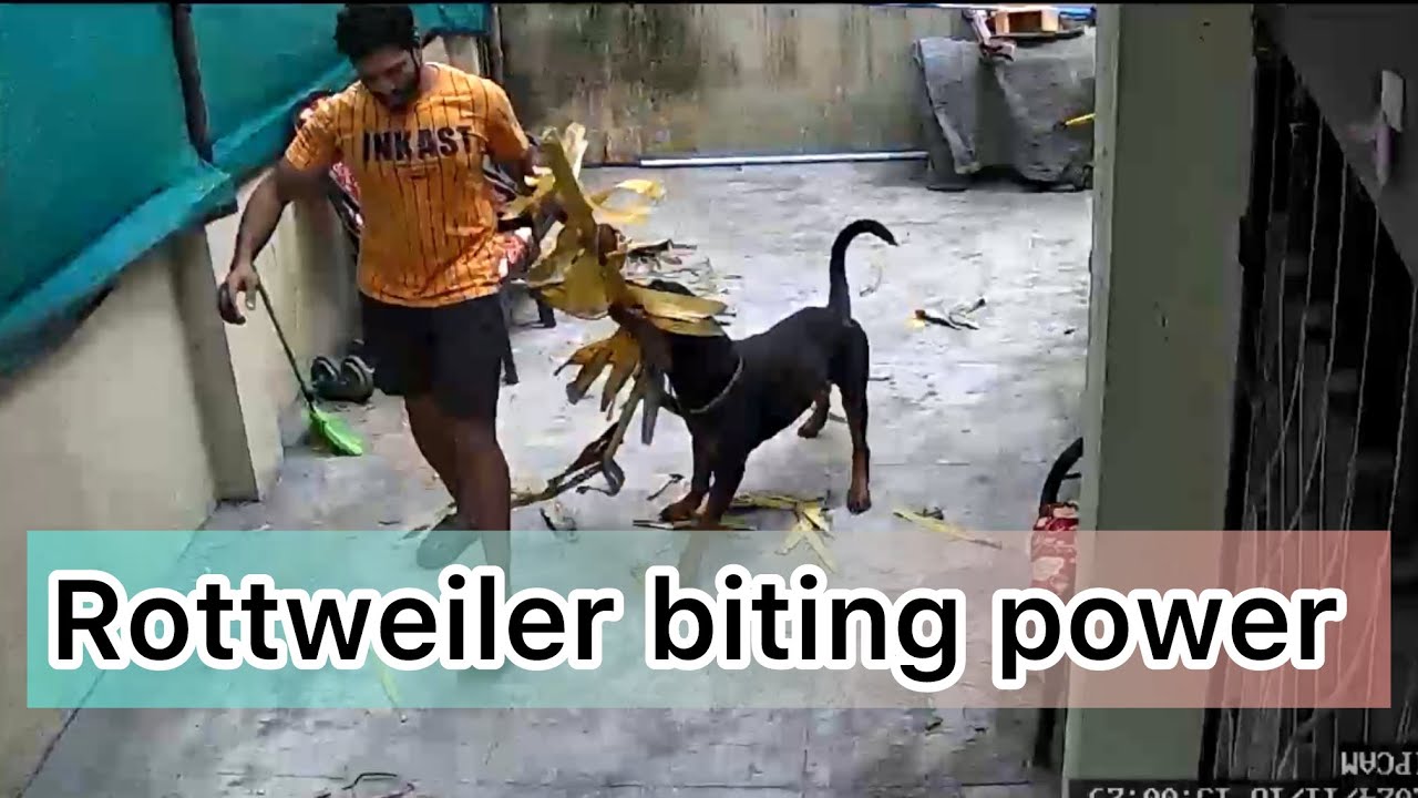 Rottweiler biting power #dog #rottweilerlife #dogobedience #guarddog #Rottweiler #bite #dogtraining