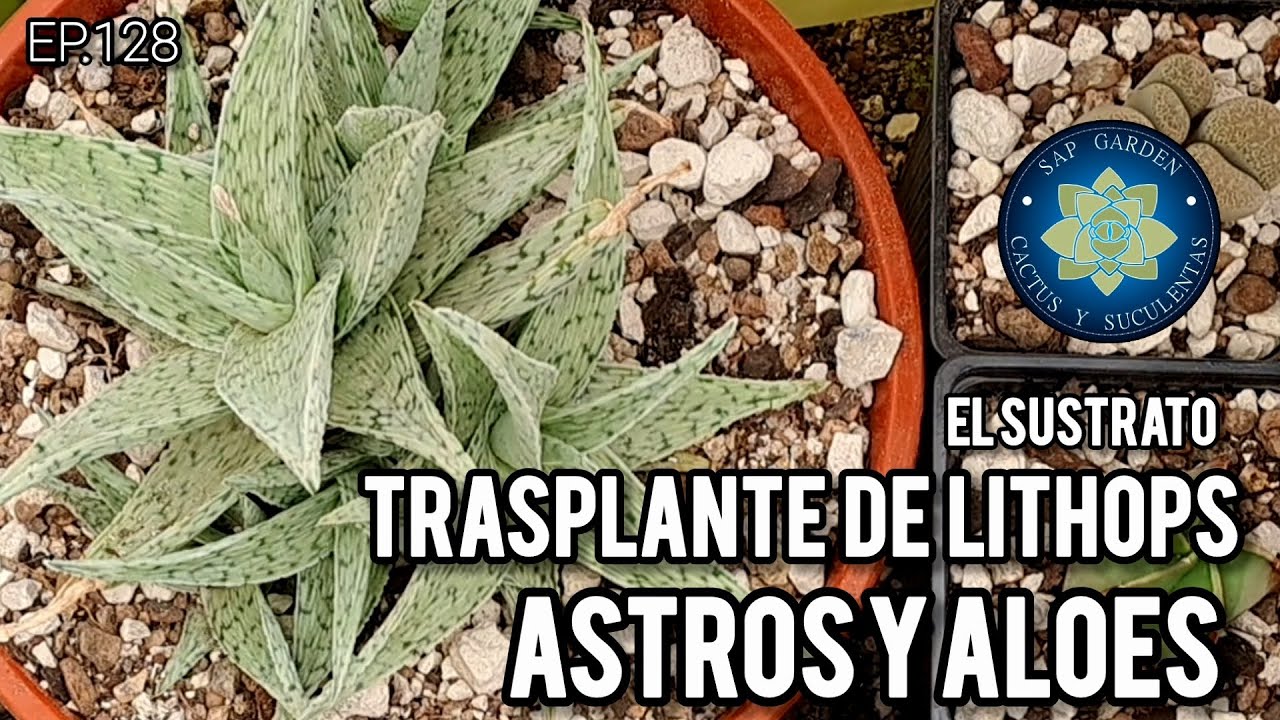 Trasplantamos #lithops , #astrophytum  y #aloes