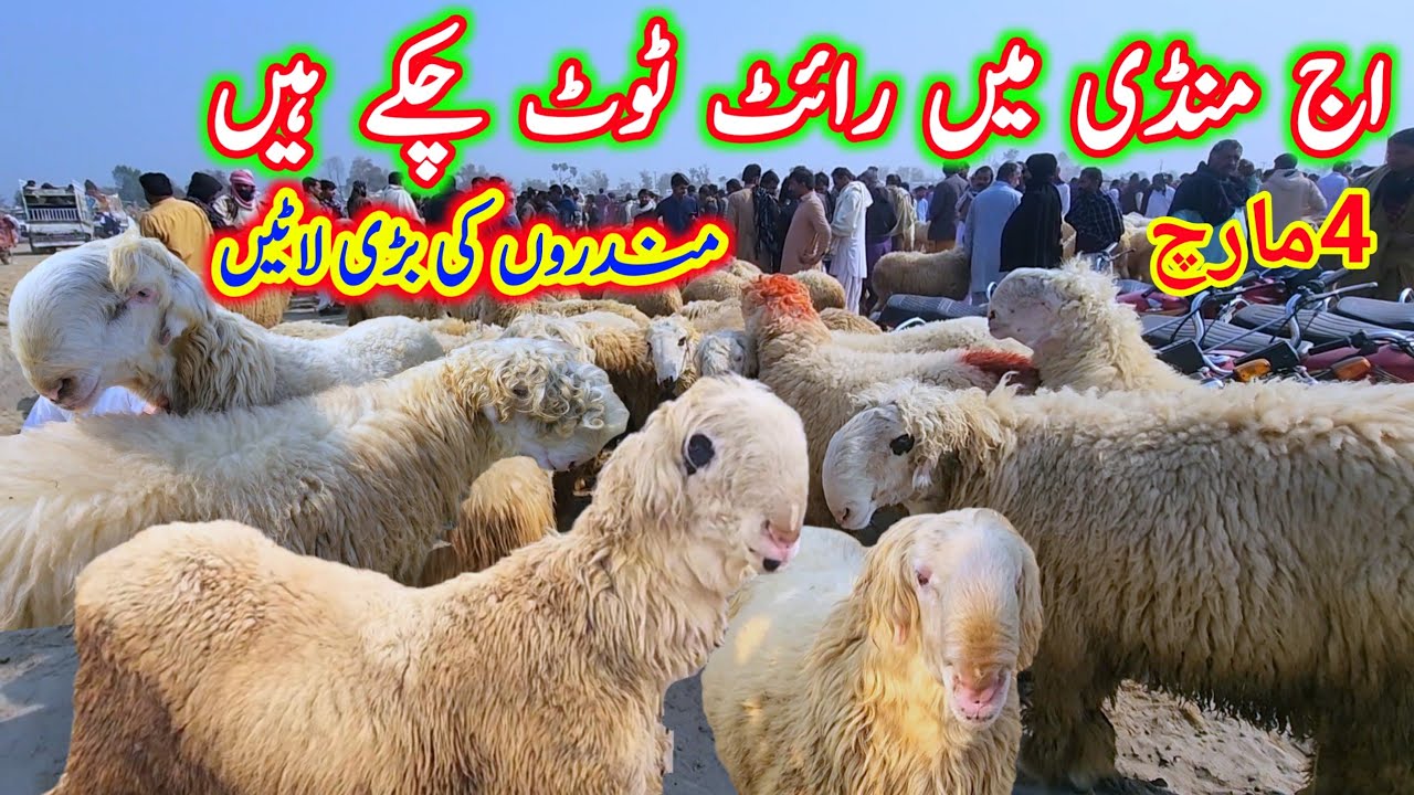 مندروں کی بڑی لاٹیں اج منڈی میں رائٹ ٹوٹ چکے ہیں مکمل صورتحال Malik imran goat farm 4 March 2026