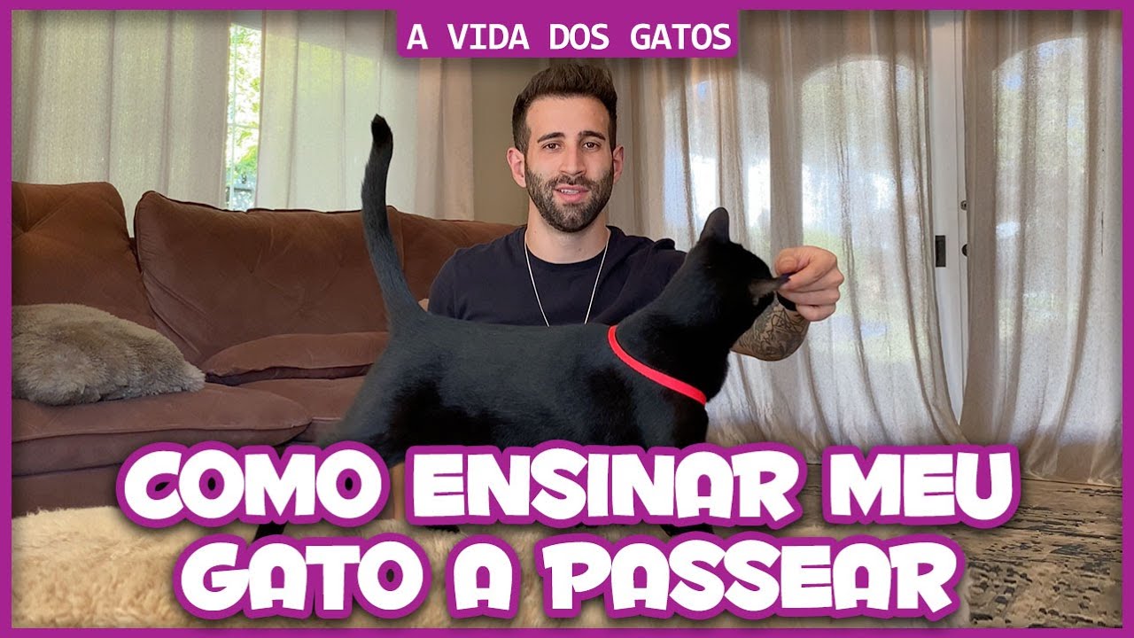 Como ensinar meu gato a passear
