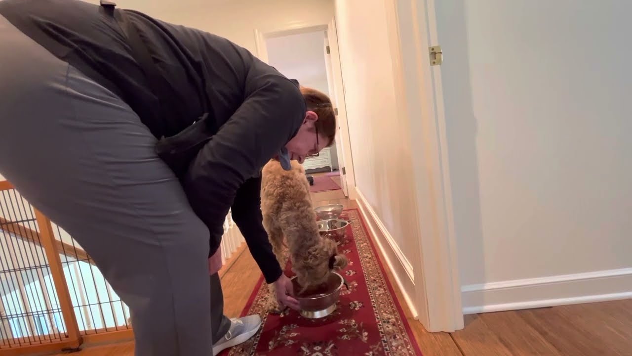 April 19, 2023. Nose work upstairs hallway. After vet meds for an appointment.