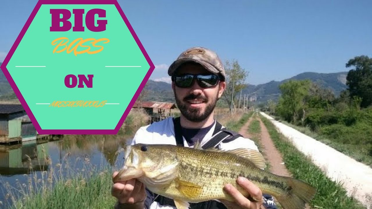 The Big Bass on Massaciuccoli / Finesse, Molix,
