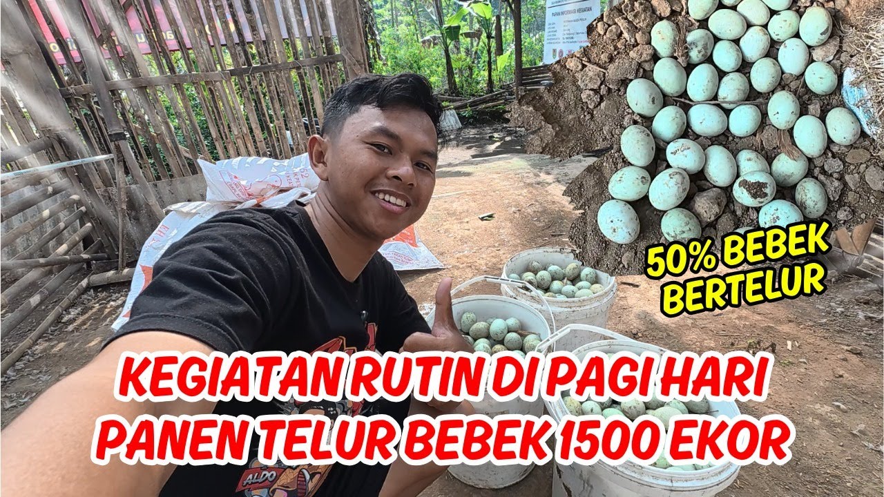KEGIATAN RUTIN DI PAGI HARI PANEN TELUR BEBEK 1500 EKOR. BARU 50% BEBEK BERTELUR. BARU 1 BULAN