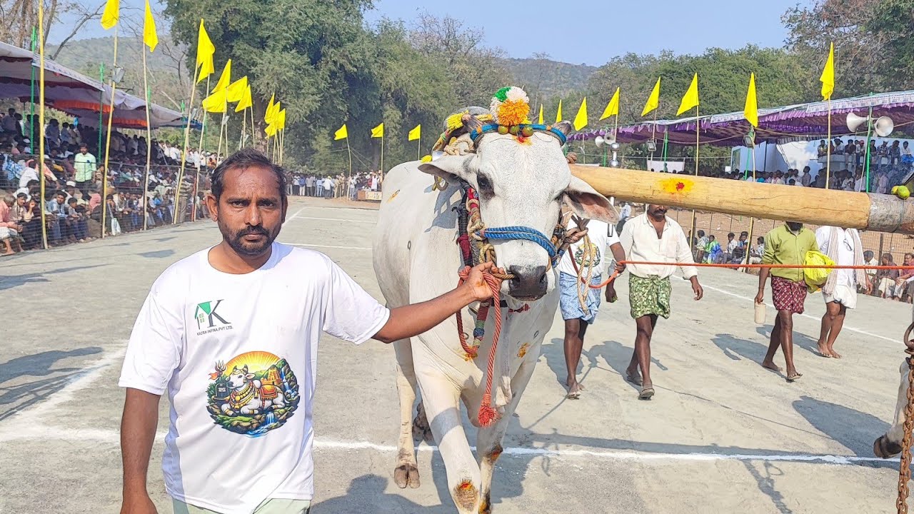 మహానంది న్యూ కేటగిరి విభాగంలో 7వ జత