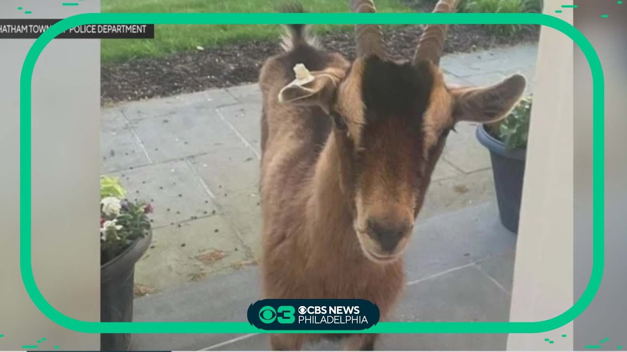 'Peeping Goat' finally caught by Chatham Township Police