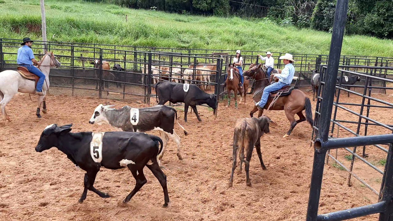 curso ranch sorting 1 fevereiro 2021