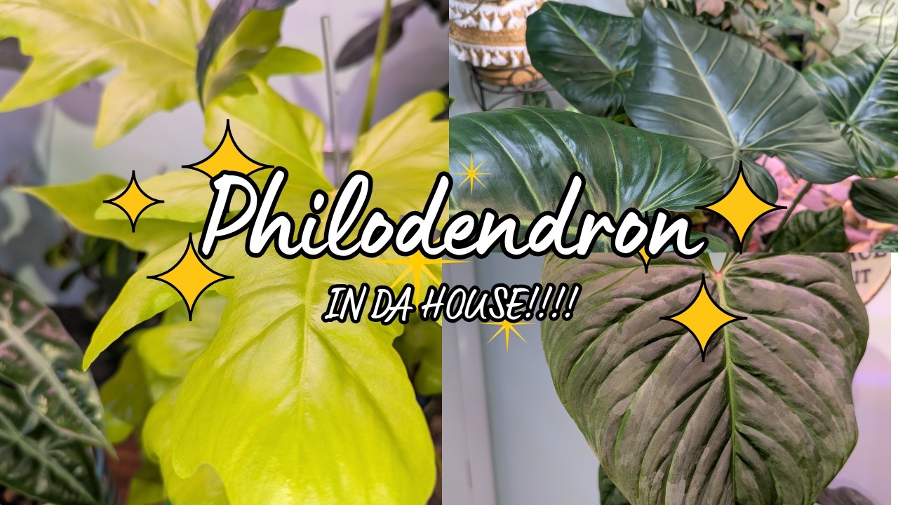 Philodendron.....Here to Stay??? #philodendron #plants #indoorplants #houseplants #hobbies
