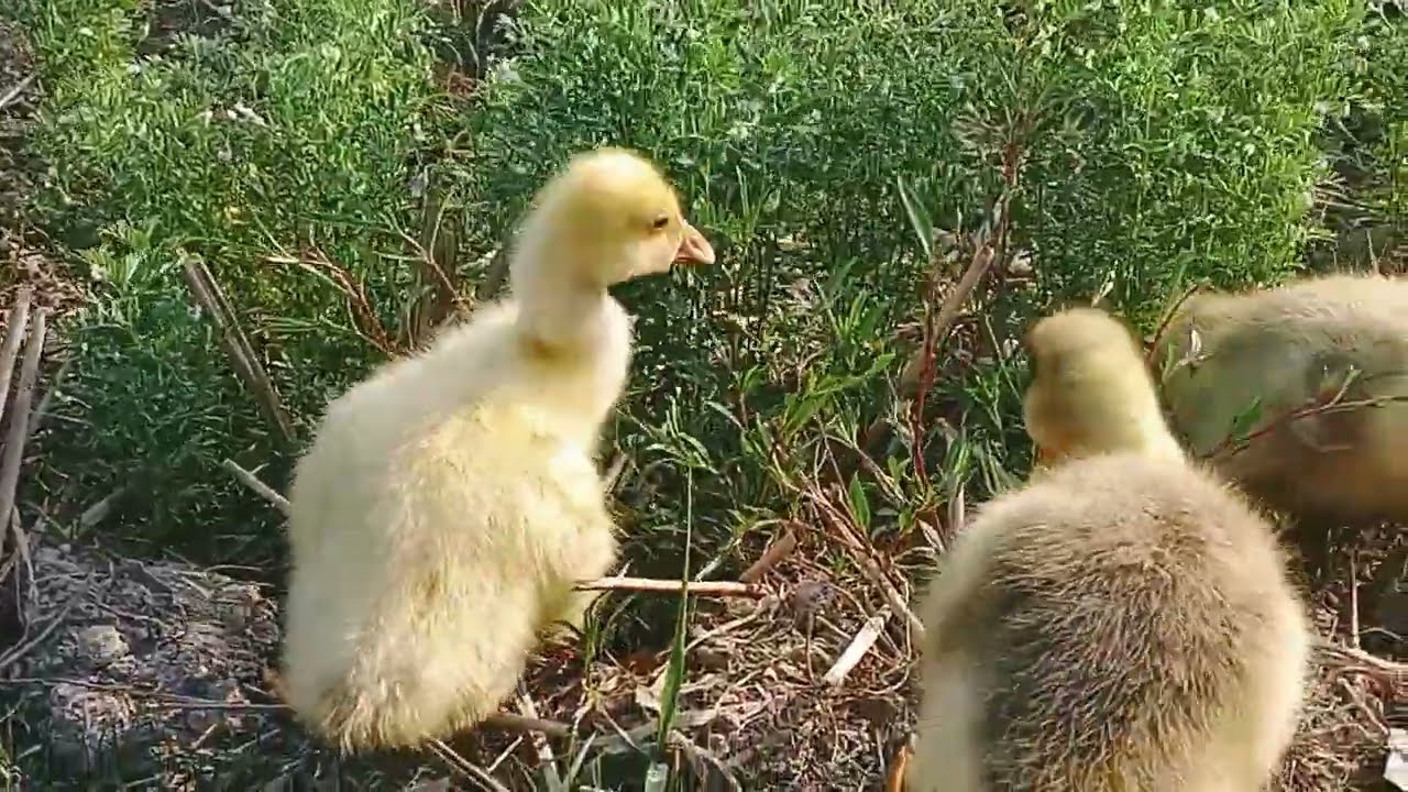 Letting Rajhans Eat Grass 🌾 | রাজহাঁস মাঠে ঘাস খাওয়ানো